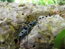 Rosalie des Alpes (photo : E. Général)